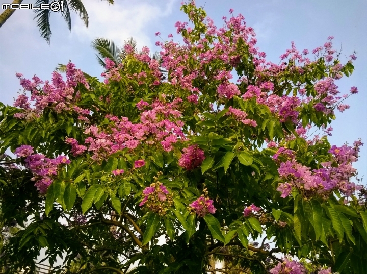 大花紫薇+蓮花+朱蕉 台南市永康公園6月8號