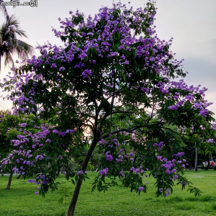 大花紫薇+蓮花+朱蕉 台南市永康公園6月8號
