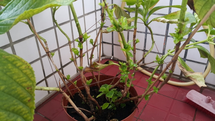 請教繡球花的種植