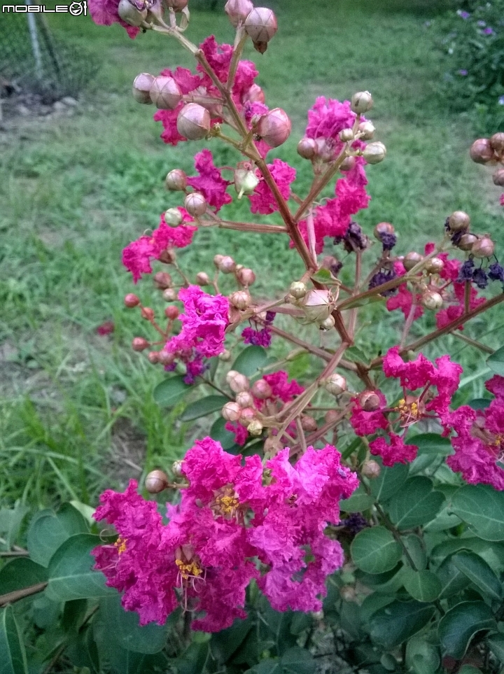 大花紫薇+蓮花+朱蕉 台南市永康公園6月8號