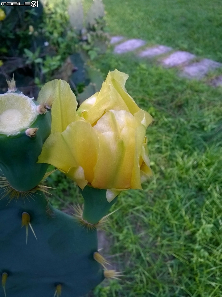 仙人掌開花 台南公園6月10號