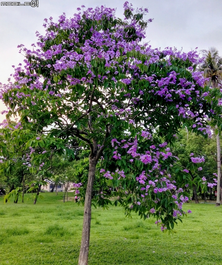 大花紫薇+蓮花+朱蕉 台南市永康公園6月8號