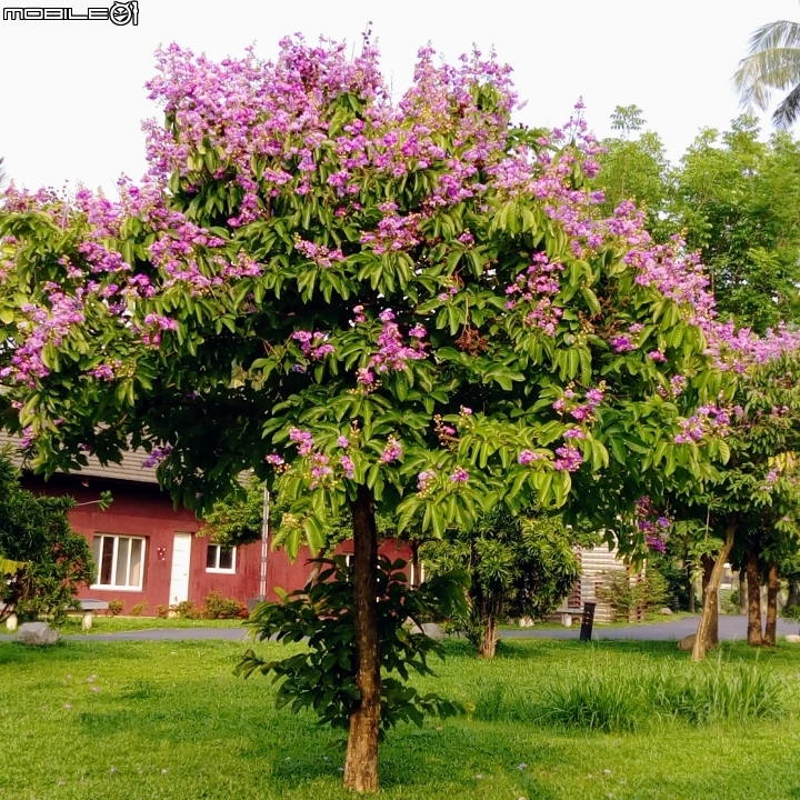大花紫薇+蓮花+朱蕉 台南市永康公園6月8號
