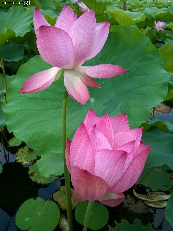 大花紫薇+蓮花+朱蕉 台南市永康公園6月8號