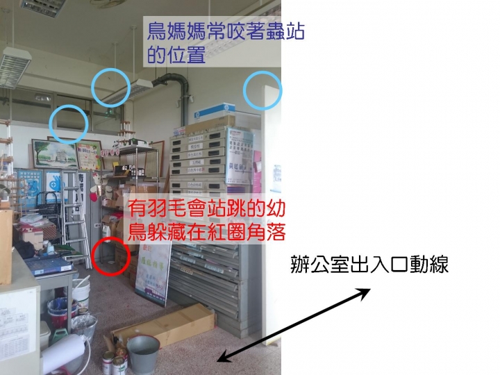 有羽毛能站跳的幼鳥(麻雀)落地在辦公室一角???(附圖)