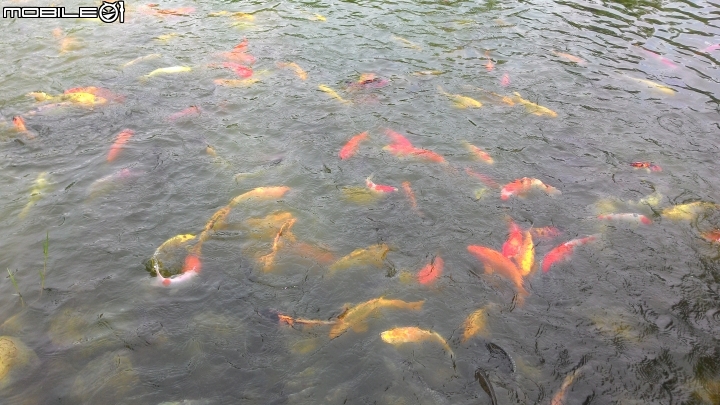 台灣穀堡中興米觀光工廠，溪湖糖廠，假日半日遊~~