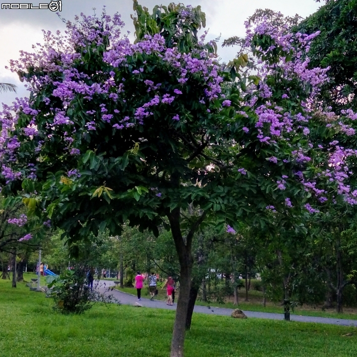 大花紫薇+蓮花+朱蕉 台南市永康公園6月8號