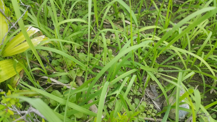 請問除草劑使用問題