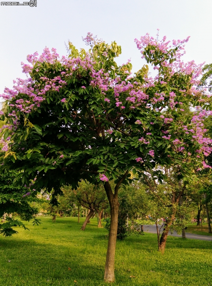 大花紫薇+蓮花+朱蕉 台南市永康公園6月8號