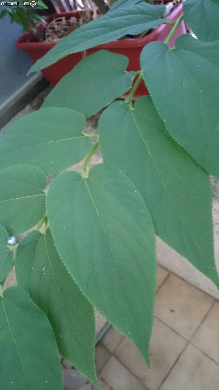 請教這三種植物的名稱