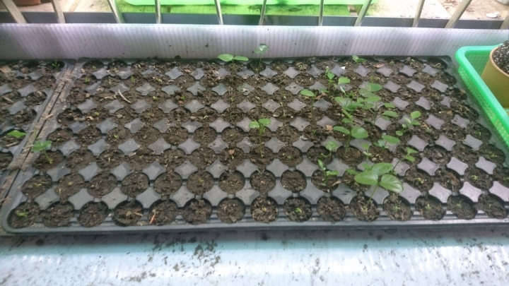請問七里香從種子開始的培育方式