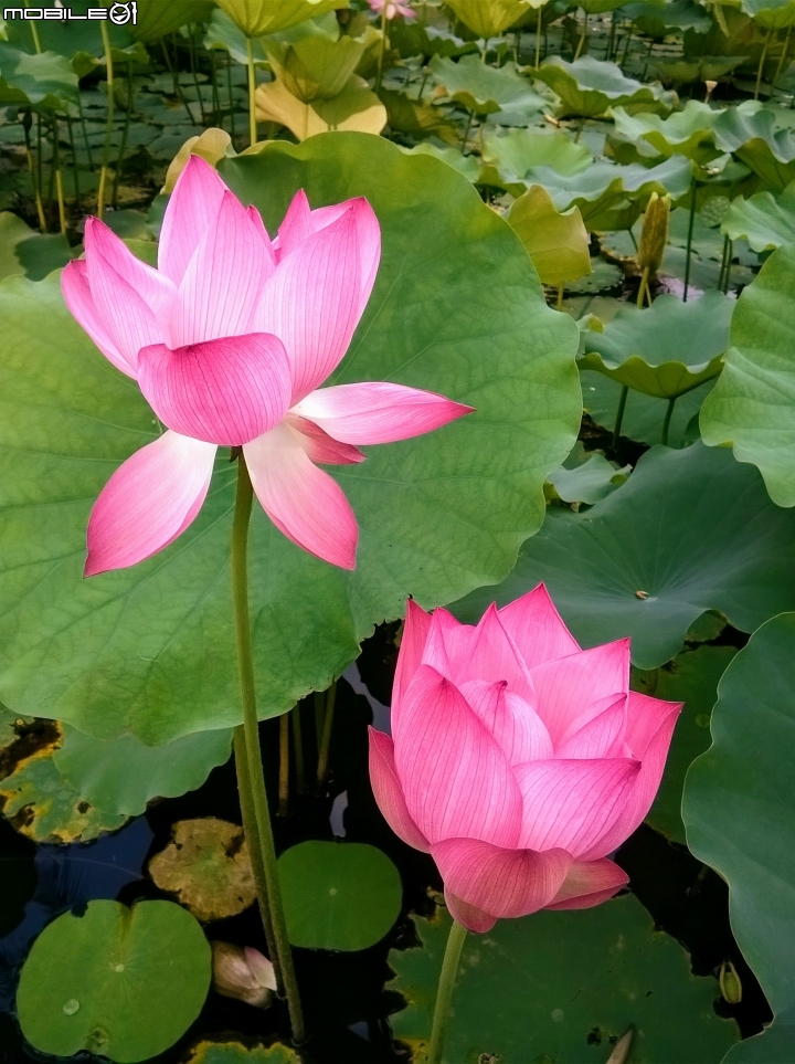 大花紫薇+蓮花+朱蕉 台南市永康公園6月8號