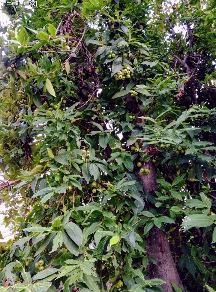 大花紫薇+蓮花+朱蕉 台南市永康公園6月8號