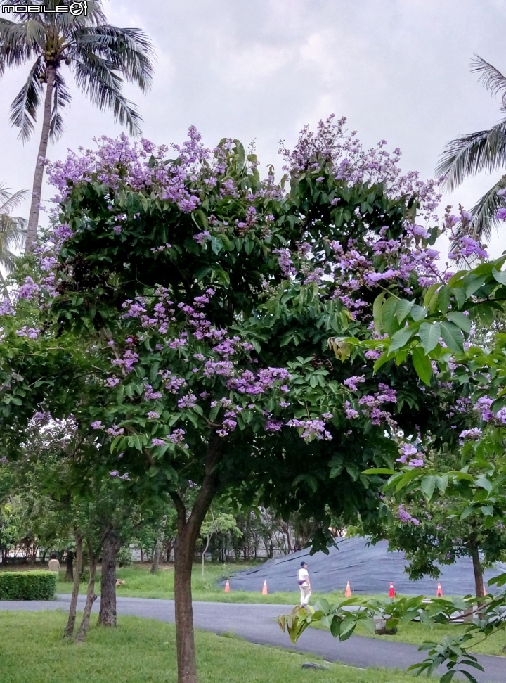大花紫薇+蓮花+朱蕉 台南市永康公園6月8號