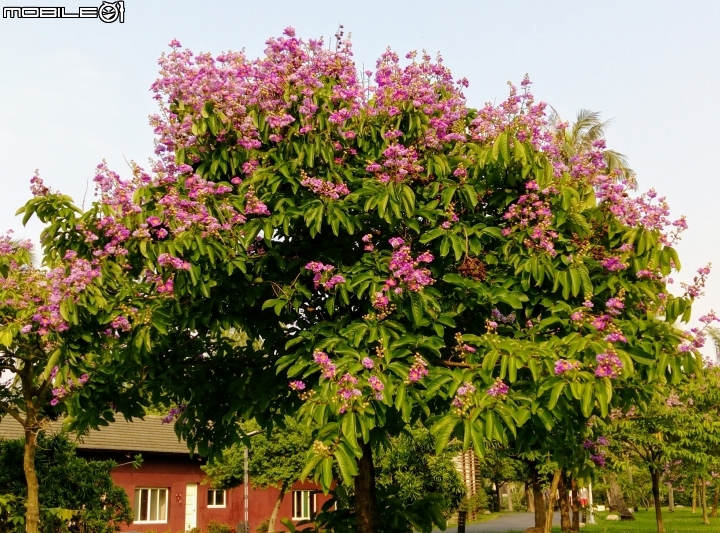 大花紫薇+蓮花+朱蕉 台南市永康公園6月8號