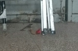 有羽毛能站跳的幼鳥(麻雀)落地在辦公室一角???(附圖)