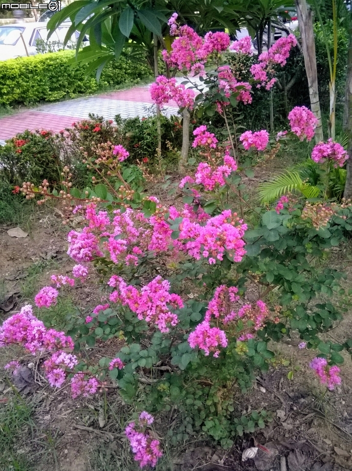 大花紫薇+蓮花+朱蕉 台南市永康公園6月8號
