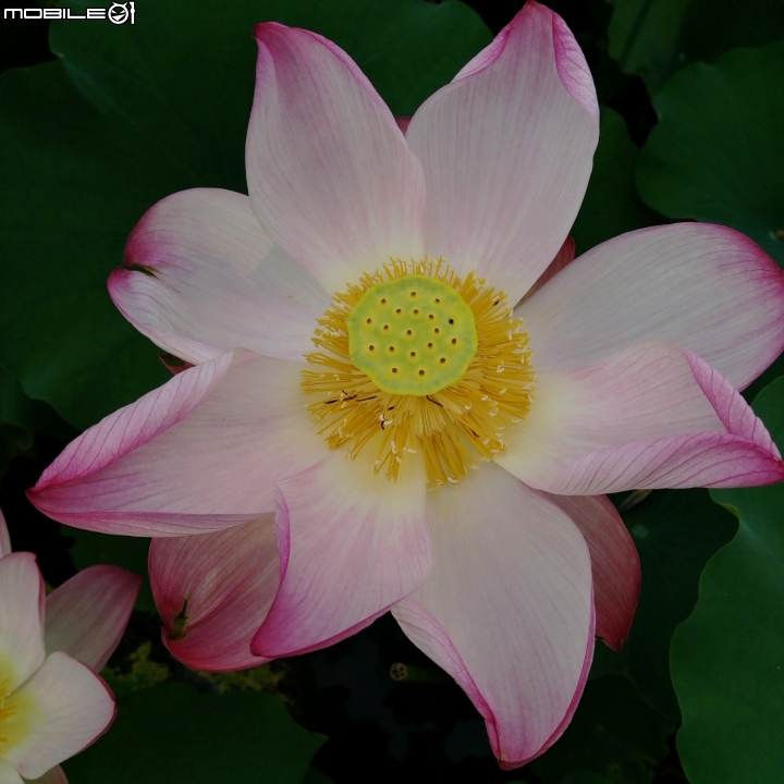 大花紫薇+蓮花+朱蕉 台南市永康公園6月8號