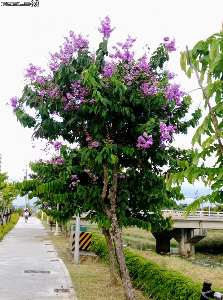 大花紫薇 岡山岡堤路二段近岡山河堤公園6月24號