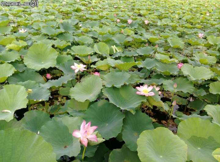 大花紫薇+蓮花+朱蕉 台南市永康公園6月8號