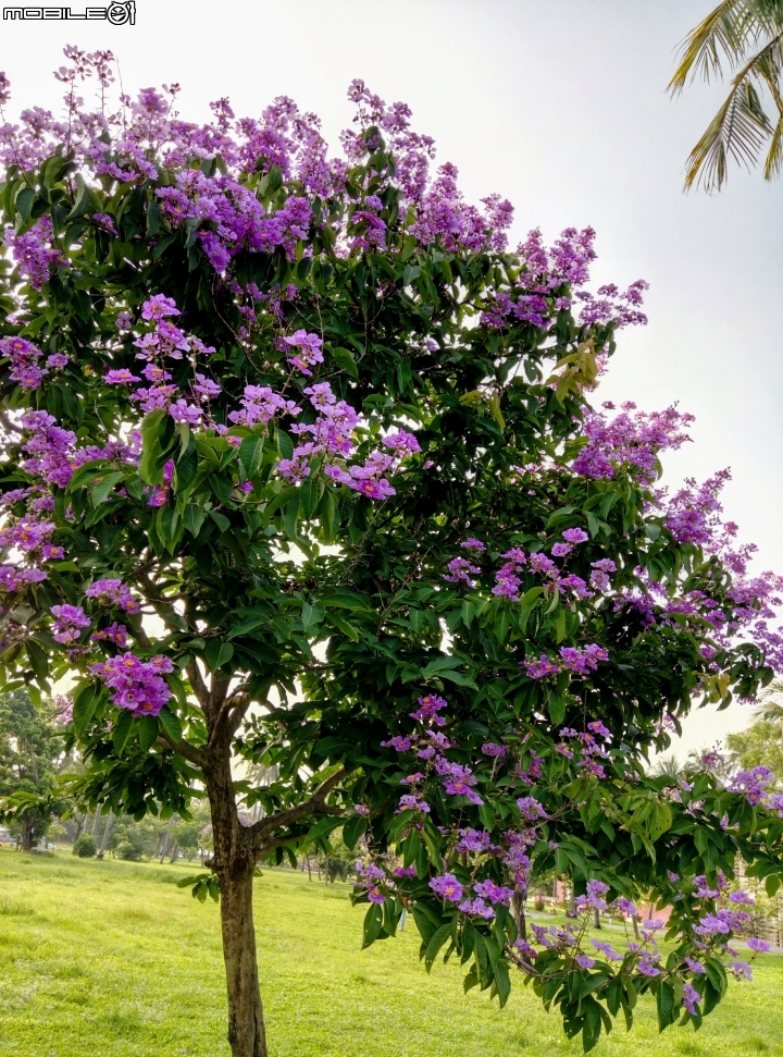 大花紫薇+蓮花+朱蕉 台南市永康公園6月8號