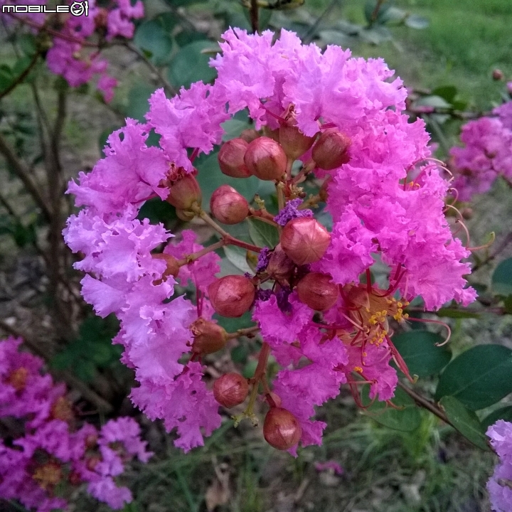大花紫薇+蓮花+朱蕉 台南市永康公園6月8號