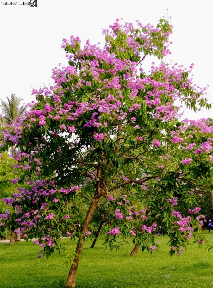 大花紫薇+蓮花+朱蕉 台南市永康公園6月8號