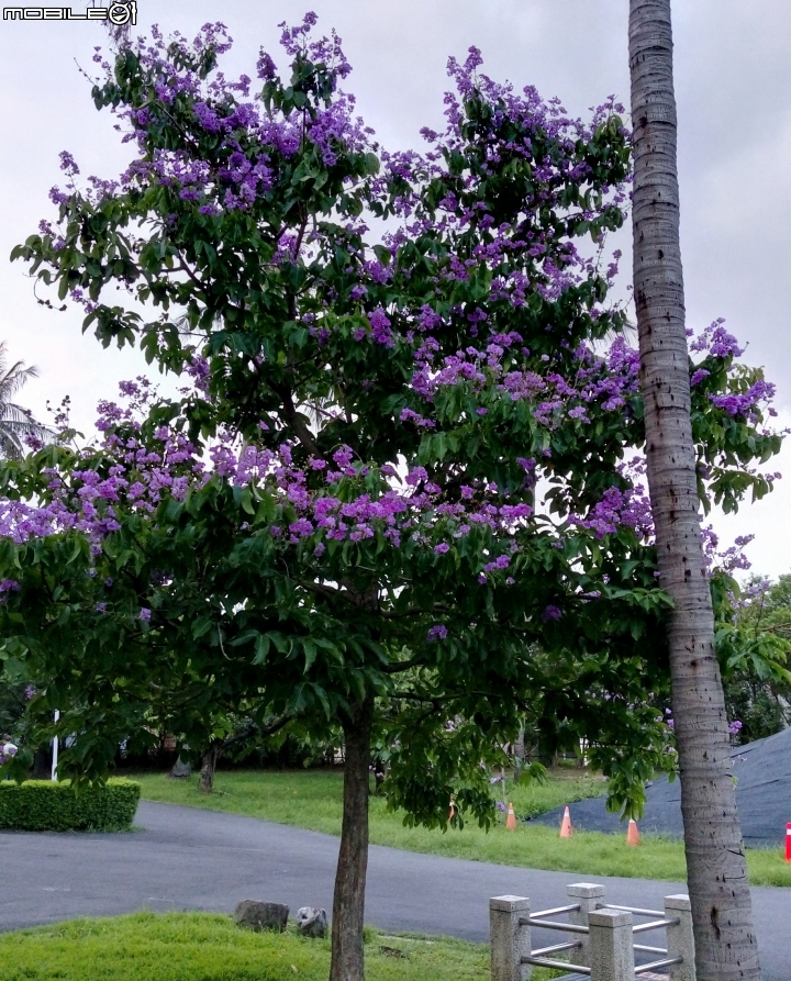 大花紫薇+蓮花+朱蕉 台南市永康公園6月8號