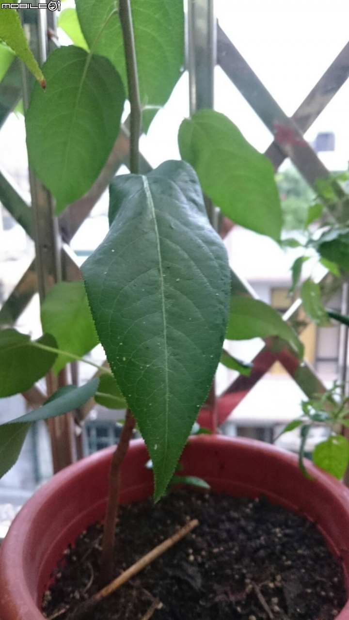 請教這三種植物的名稱