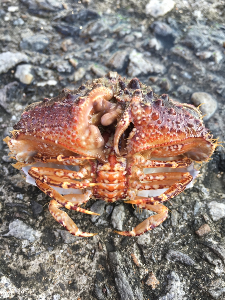 去海邊抓到這個，請問這是什麼蟹??