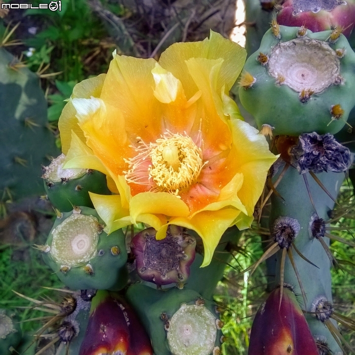 仙人掌開花 台南公園6月10號