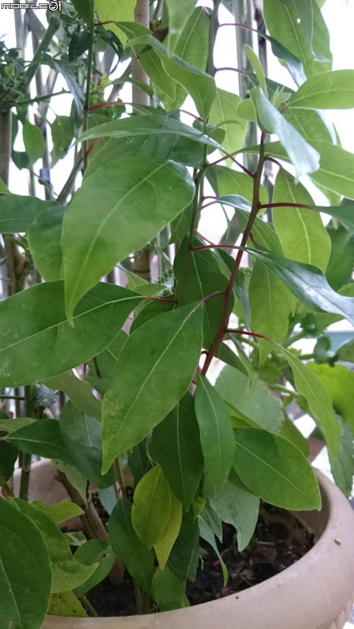 請教這三種植物的名稱