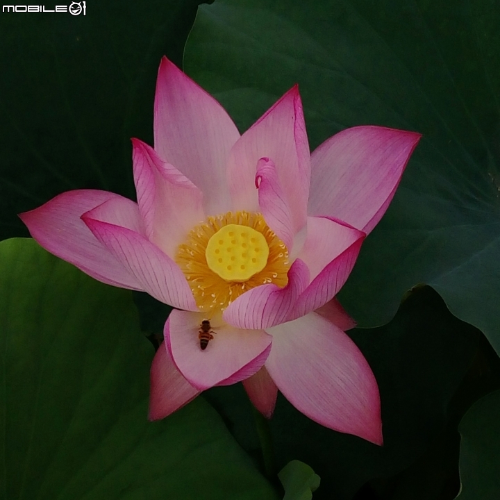 大花紫薇+蓮花+朱蕉 台南市永康公園6月8號