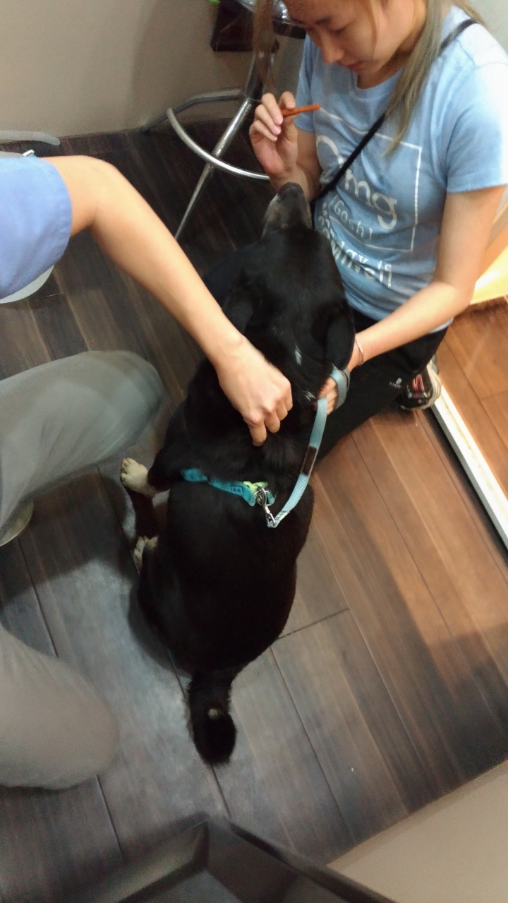 狗狗每年必打預防針&SNAP檢測
