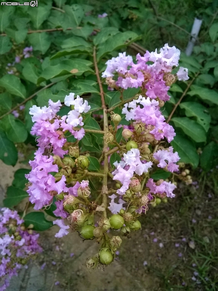 大花紫薇+蓮花+朱蕉 台南市永康公園6月8號