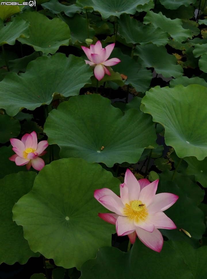 大花紫薇+蓮花+朱蕉 台南市永康公園6月8號