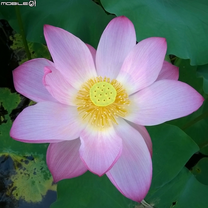 大花紫薇+蓮花+朱蕉 台南市永康公園6月8號