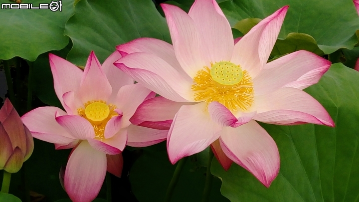 大花紫薇+蓮花+朱蕉 台南市永康公園6月8號