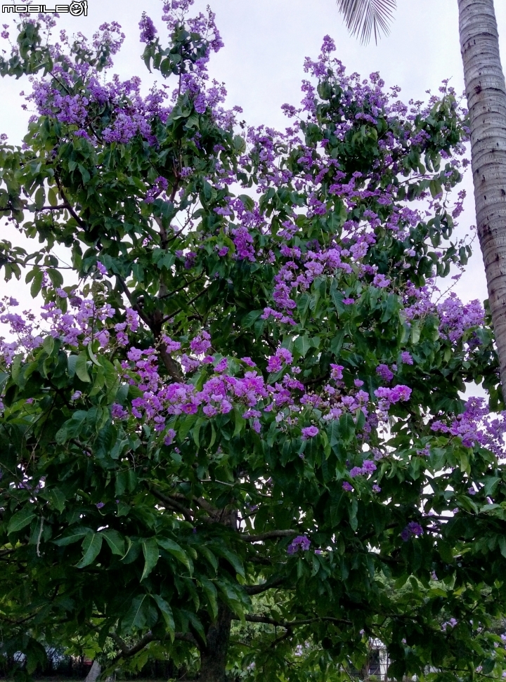 大花紫薇+蓮花+朱蕉 台南市永康公園6月8號