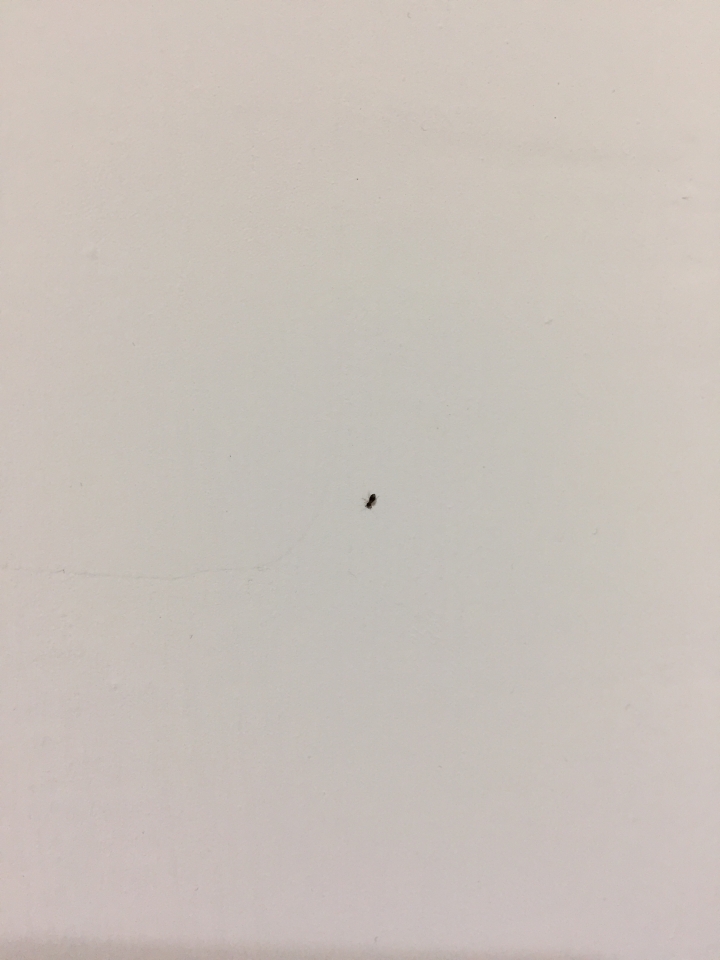 房子發現小黑蟲