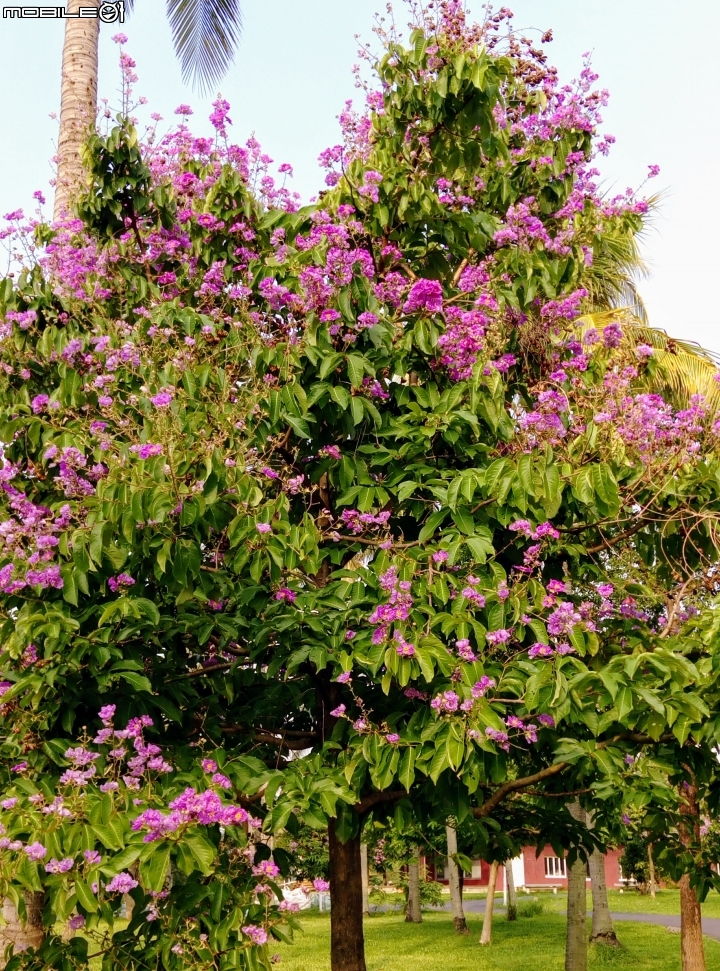 大花紫薇+蓮花+朱蕉 台南市永康公園6月8號