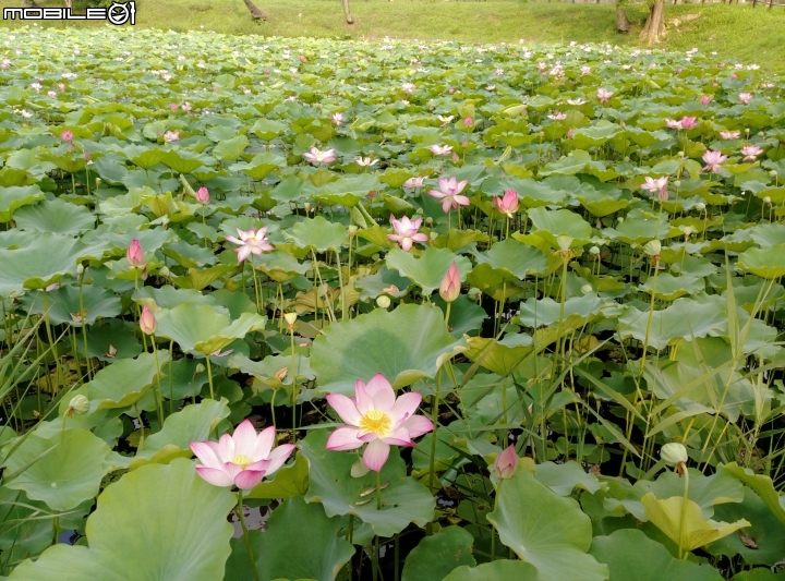 大花紫薇+蓮花+朱蕉 台南市永康公園6月8號