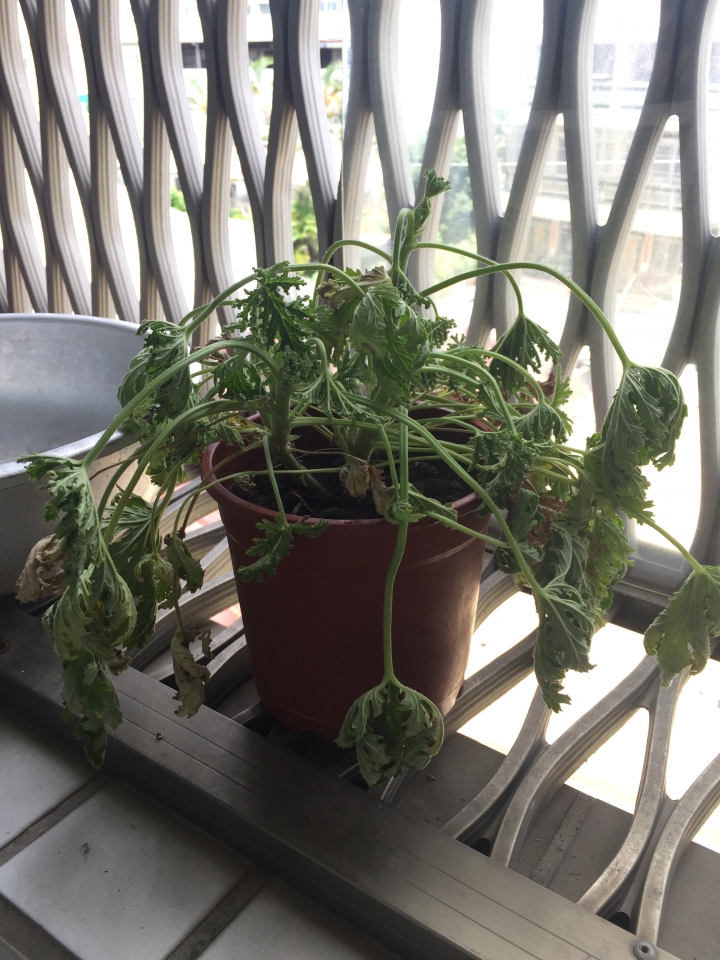 這盆防蚊樹怎麼變垂垂的？