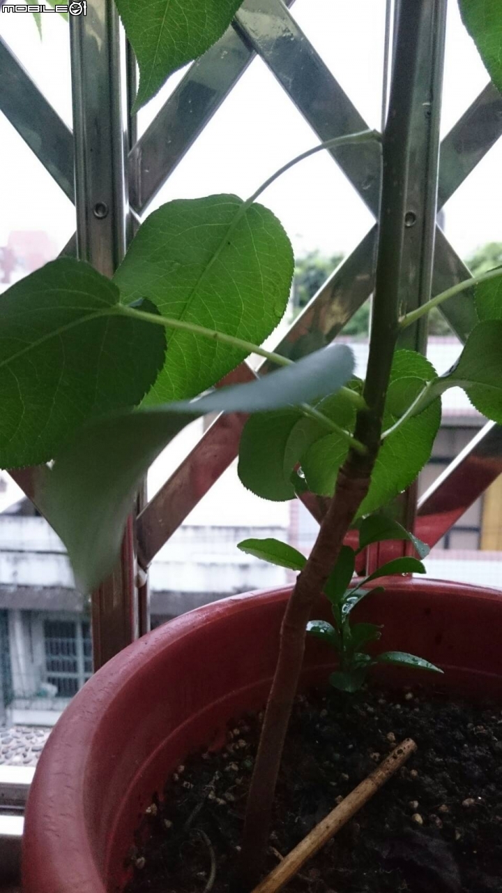 請教這三種植物的名稱