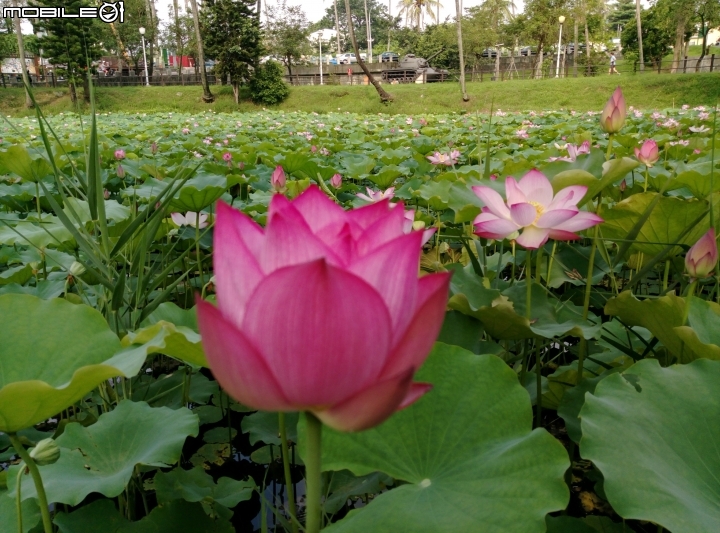 大花紫薇+蓮花+朱蕉 台南市永康公園6月8號