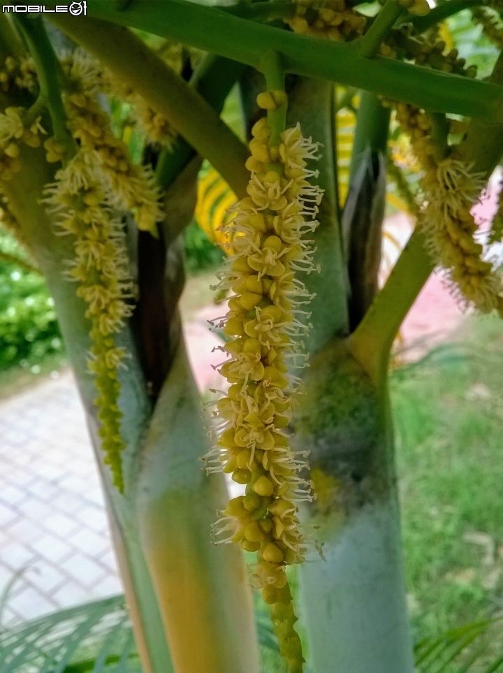 臺灣海棗結果 安平運河公園6月10號