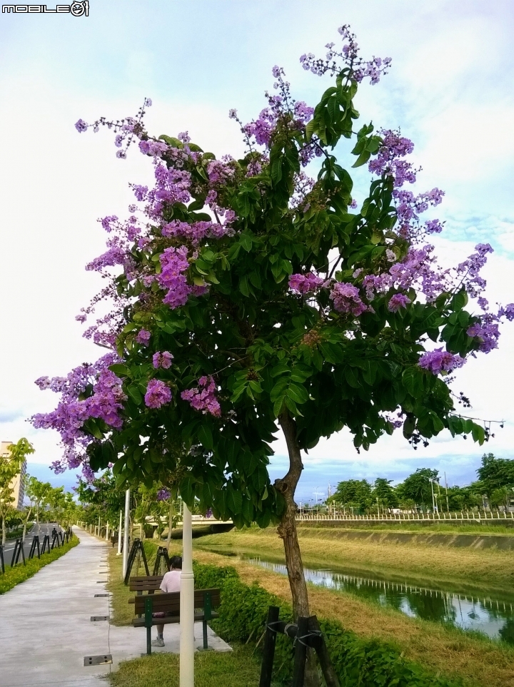 大花紫薇 岡山岡堤路二段近岡山河堤公園6月24號