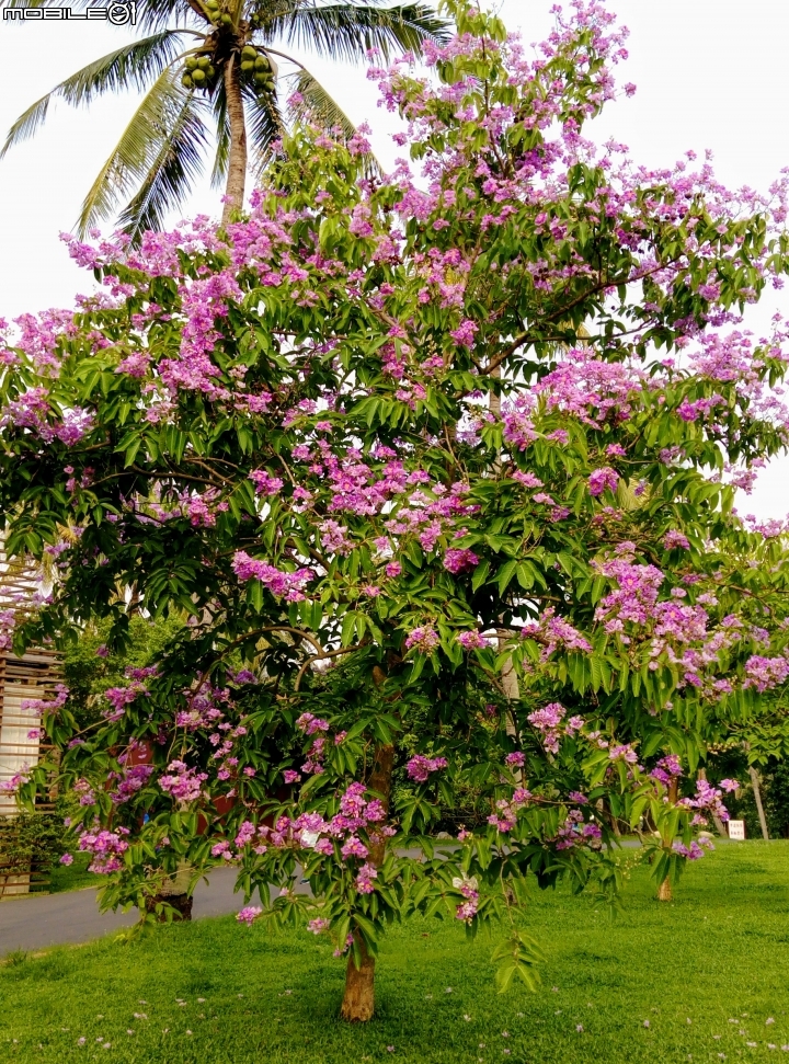 大花紫薇+蓮花+朱蕉 台南市永康公園6月8號