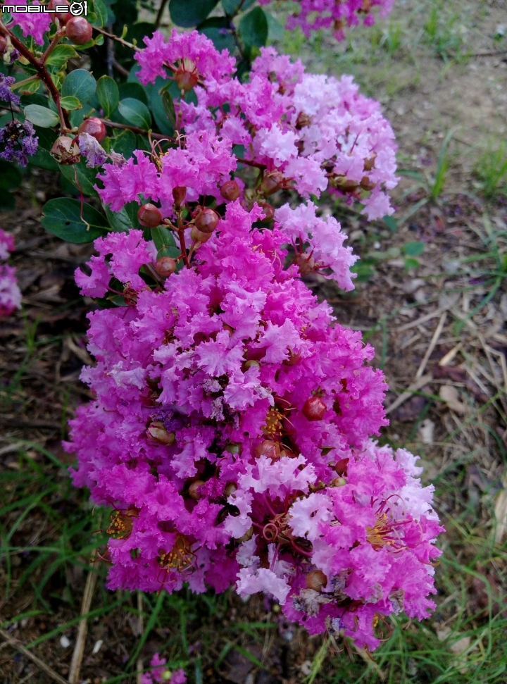 大花紫薇+蓮花+朱蕉 台南市永康公園6月8號