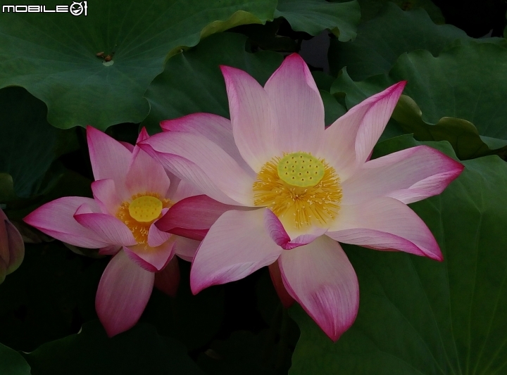 大花紫薇+蓮花+朱蕉 台南市永康公園6月8號